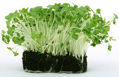 appetite-bloom-calories-catering-1239265.jpg