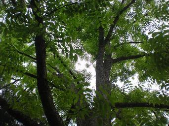 tree-foliage-green-nature-park-176119.jpg