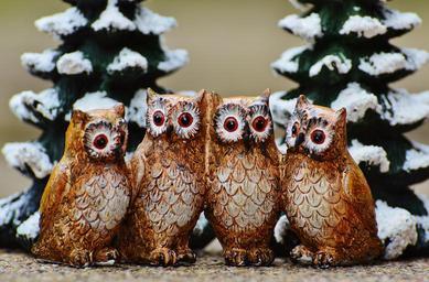 winter-owls-cute-sweet-fig-wintry-993343.jpg