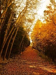 trees-forest-autumn-yellow-nature-267715.jpg
