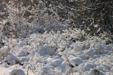 branches-cold-forest-frozen-ice-87689.jpg