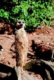 meerkat-zoo-sand-curious-nature-708221.jpg