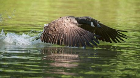 canada-goose-birds-nature-geese-348320.jpg