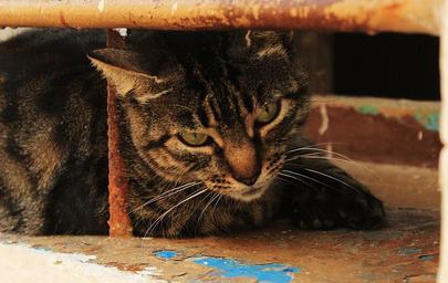 cat-window-summer-masonry-sit-816579.jpg