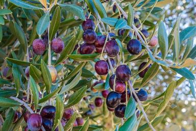 oil-olives-olive-harvest-leaves-1069920.jpg