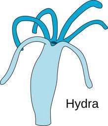 Hydra.svg