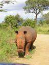 rhino-safari-south-africa-829260.jpg