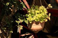 flowerpot-pendant-leaves-1100315.jpg