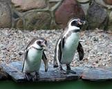 penguins-zoo-animal-animal-world-1083027.jpg