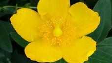 buttercup-yellow-flower-blossom-460102.jpg