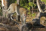 leopard-wildcat-big-cat-botswana-515510.jpg