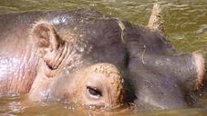 hippo-eyes-skin-mammal-1633084.jpg