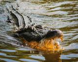 alligator-american-alligator-gator-439890.jpg