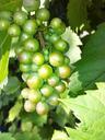 grapes-green-fruit-tree-320964.jpg