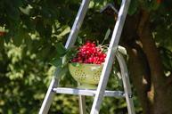 cherries-collection-fruit-garden-162896.jpg