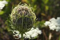 wild-carrot-plant-grassland-plants-1495616.jpg