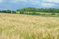 barley-cereal-agriculture-1479417.jpg