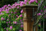 rhododendron-garden-spring-blossom-999849.jpg