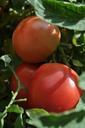 tomatoes-garden-ripe-red-veg-917555.jpg