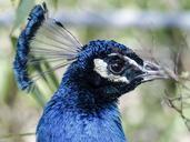 peacock-bird-blue-nature-colorful-560230.jpg