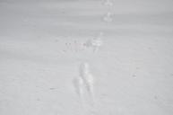 footprints-snow-nature-landscape-583164.jpg