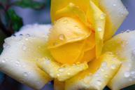 rose-yellow-flower-plant-nature-386703.jpg