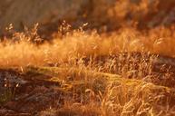 straw-the-nature-of-the-grass-649291.jpg