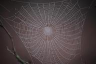 spider-web-winter-just-add-water-288664.jpg