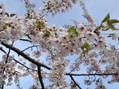 cherry-blossoms-japanese-white-113533.jpg