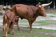 cow-calf-suckle-young-animal-657888.jpg