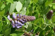 flowers-spring-wisteria-purple-1354896.jpg