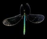 Ebony_Jewelwing_Damselfly,_U,_Wings,_PG_County,_Maryland_2013-06-12-16.24.58_ZS_PMax.jpg