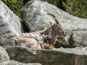 alpine-ibex-capra-ibex-animal-567263.jpg