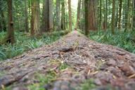 redwoods-trees-forest-tall-trees-189478.jpg