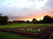 kitchen-garden-sunset-horizon-697894.jpg