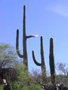 cactus-saguaro-southwest-west-dry-699583.jpg