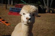 alpaca-farm-animal-white-501380.jpg