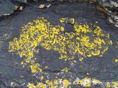 Yellow moss on stone.jpg