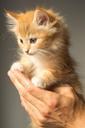 kitten-cute-cat-animal-pet-young-943275.jpg