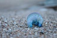 blue-bottle-jellyfish-animal-nature-577043.jpg