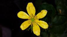 marsh-marigold-flower-yellow-424227.jpg