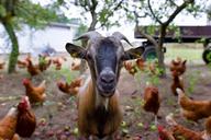 goat-billy-goat-curiosity-1682238.jpg