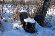 snow-stump-tree-winter-wood-16842.jpg