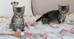 kittens-cats-foster-playing-cute-1534081.jpg