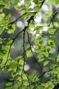 birch-foliage-summer-branch-tree-361628.jpg