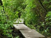 Boardwalk-in-the-park.jpg