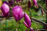 magnolia-magnolia-blossom-blossom-324289.jpg