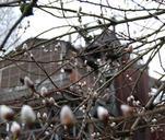 willow-catkins-road-aesthetic-plant-70503.jpg