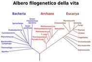 Albero filogenetico.svg