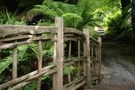 bridge-wooden-plants-ferns-paths-14911.jpg